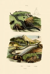 Meerval