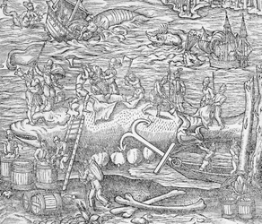 Vissen op walvissen, Illustratie uit 