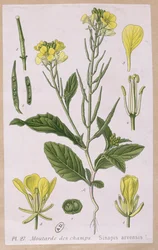 Wilde mosterd (Sinapis Arvensis)