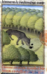 Wolf - in 