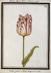 Gele tulp met rode en zwarte strepen, c.1700