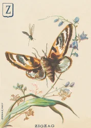 Zigzag (Lymantria dispar of Bonte bessenvlinder)