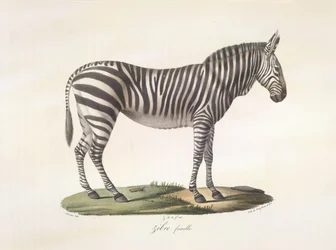 Zébre femelle. Vrouwelijke zebra, uit Histoire Naturelle des Mammifères