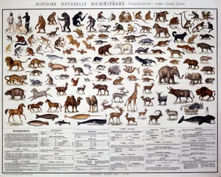 Zoologie: classificatie van zoogdieren volgens de Franse bioloog Georges Cuvier (1769-1832)