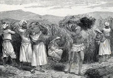 Gewone smilax of sarsaparilla of ruwe winde oogsten in Peru (gravure) 1888