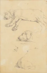 Hondenstudies: Waldmann en Ami