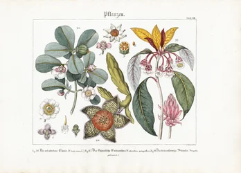 Exotische sierplanten: Clusia, Enkianthus en Stapelia