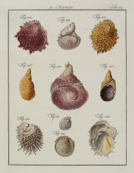 Zeeschelpen: Chamae, Pinnae, uit Neues systematisches Conchylien-Cabinet, 1784