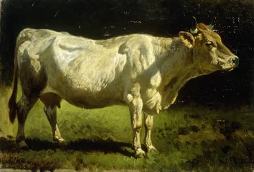 Koe in een landschap