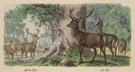 Damhert, Edelhert