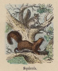 Eekhoorns