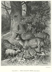 Het damhert (Dama Vulgaris) (gravure)