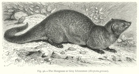 The Mongoose or Gray Ichneumon (Herpestes Griseus) (engraving)