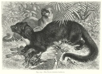 De Tayra (Galictis Barbara) (gravure)