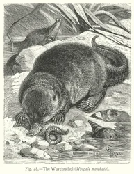The Wuychuchol (Myogale Moschata) (engraving)