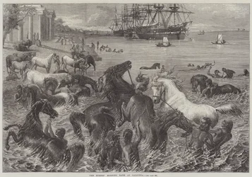 Het ochtendbad van de paarden in Calcutta