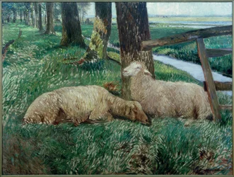 Schapen rusten