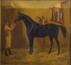 Zwarte komeet