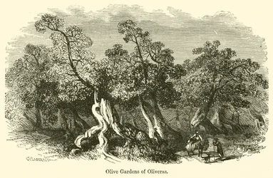 Olijftuinen van Oliveras