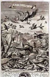 Een Verscheidenheid aan Vogels, illustratie uit Boek 1 Deel 7 Hoofdstuk 20 van 