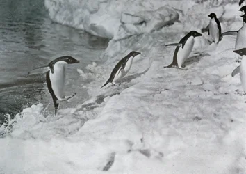 Pinguïns springen op de ijsvoet, ca. 1911, 1913