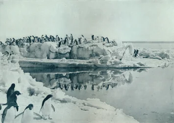 Pinguïns op ijsvoet, ca. 1911, 1913