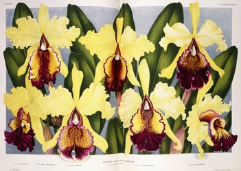 Variëteiten van de orchidee Cattleya, 1885-1903