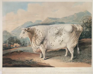 De Yorkshire Roos, gegraveerd door C. Turner, 1838