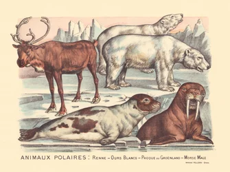 Pagina 14: Pooldieren: rendieren, ijsberen, zadelrob, mannelijke walrus
