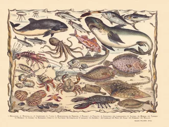Pagina 16: Kwallen, bruinvis, haring, tonijn, makreel, haai, harder, octopus, sardines, kreeft, inktvis, kabeljauw, tarbot, baard, krab, heremiet Bernard, oesters, sint-jakobsschelpen, asteria, tegel, rog, tong, kreeft, mosselen
