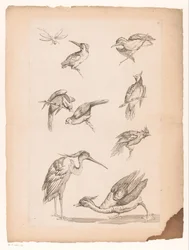 Acht Chinese vogels, waaronder ijsvogels, een reiger, een eend en een libelle