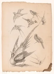 Acht Chinese vogels, waaronder mogelijk paradijsvogels (Verschillende Chinese vogels)