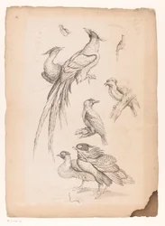 Acht Chinese vogels, waaronder mogelijk paradijsvogels (Verschillende Chinese vogels)