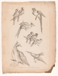 Negen Chinese vogels