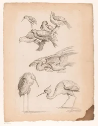 Negen Chinese vogels, waaronder reigers en een ijsvogel