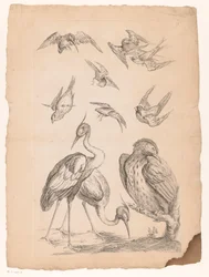 Tien Chinese vogels, waaronder twee reigers en een ijsvogel