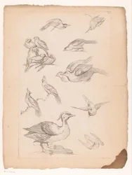 Veertien Chinese vogels, waaronder eenden en ijsvogels (series title: Verschillende Chinese vogels, Livre des differentes espèces d