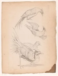Vier Chinese vogels, mogelijk paradijsvogels