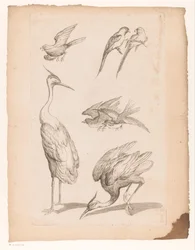 Zeven Chinese vogels, waaronder reigers en papegaaiachtigen