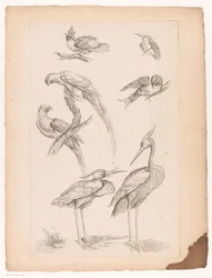 Zeven Chinese vogels, waaronder reigers en papegaaiachtigen
