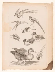 Negen Chinese vogels, waaronder eenden, een ijsvogel en mogelijk paradijsvogels