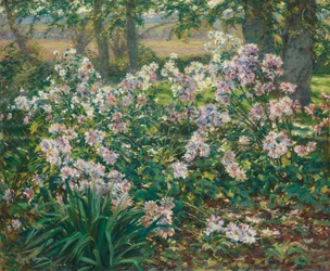 Windbloemen
