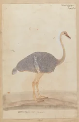 Struisvogel