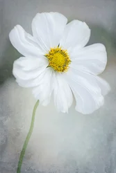 Fijne witte cosmea