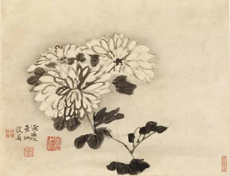 Chrysanten
