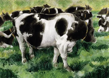 Friese Koeien