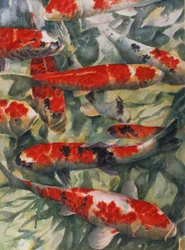 Koi Karper