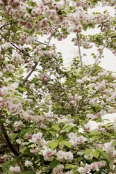 Kersenbloesems in de lente