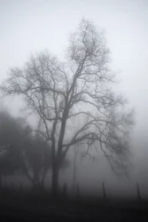 De mysterieuze mistige boom