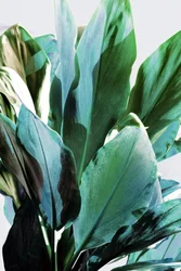 Tropische groene bladeren